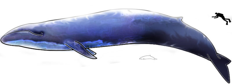 La baleine bleue est le plus grand animal marin à avoir jamais existé. Seuls certains dinosaures sauropodes, aux dimensions hypothétiques, peuvent lui disputer le titre de plus grand animal de la planète. © T. Bjornstad, Wikimedia domaine public