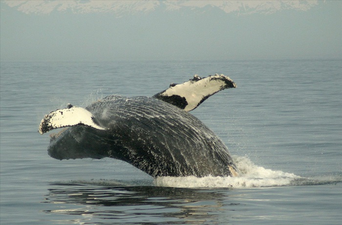 Les baleines, au sommet de la chaîne alimentaire, concentrent les polluants tout au long de leur vie, et notamment les radio-éléments libérés lors de la catastrophe de Fukushima. © Lou Romig-fotopedia-CC BY 3.0