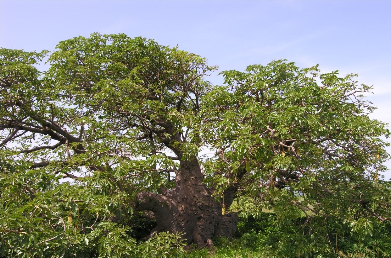 Un baobab du Parc national de l'île de la Madeleine, au Sénégal. La protection dont jouit ce massif forestier a permis la croissance d'arbres exceptionnels. Celui-ci est des 68 présents sur l'île et doit son tronc trapu aux vents puissants qui soufflent sur l'île. © Sébastien Garnaud