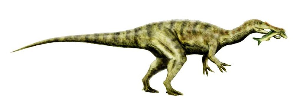 Une reconstitution de Baryonyx walkeri, un spinosaure. © Nobu Tamura-wikipédia 