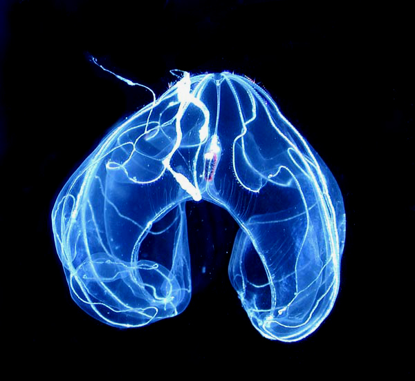 Les profondeurs des océans accueillent des créatures étranges et typiques, comme ce cténophore bioluminescent, très courant dans les abysses de l'Atlantique.&nbsp;© Marsh Youngbluth, NOAA, Wikipédia, DP