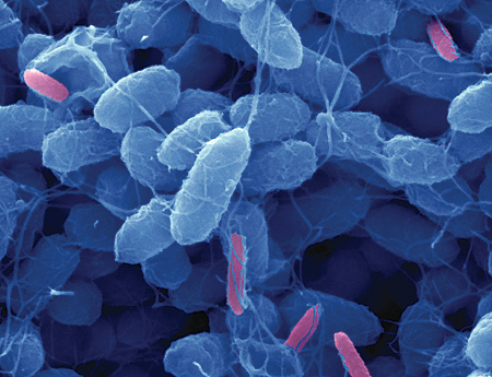 Une population d'Escherichia coli (en bleu) est infiltrée par la bactérie Bdellovibrio bacteriovorus, en rose. Cette dernière pourrait être utilisée pour lutter contre des souches bactériennes résistantes aux antibiotiques. © Université de médecine et d'odontologie du New Jersey