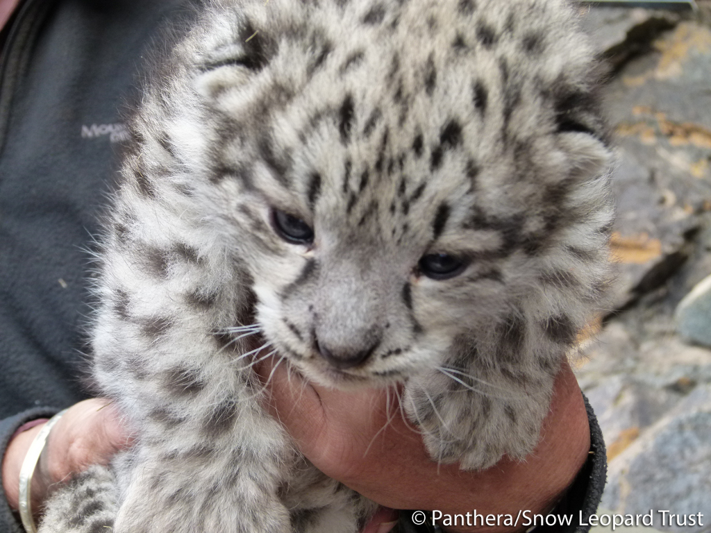 Les jeunes bébés léopards des neiges naissent aveugles. Leurs yeux s'ouvrent au bout de 7 à 9 jours. Ils sont allaités durant 2 mois avant de pouvoir manger de la viande... du moins dans les zoos. © Panthera et Snow Leopard Trust
