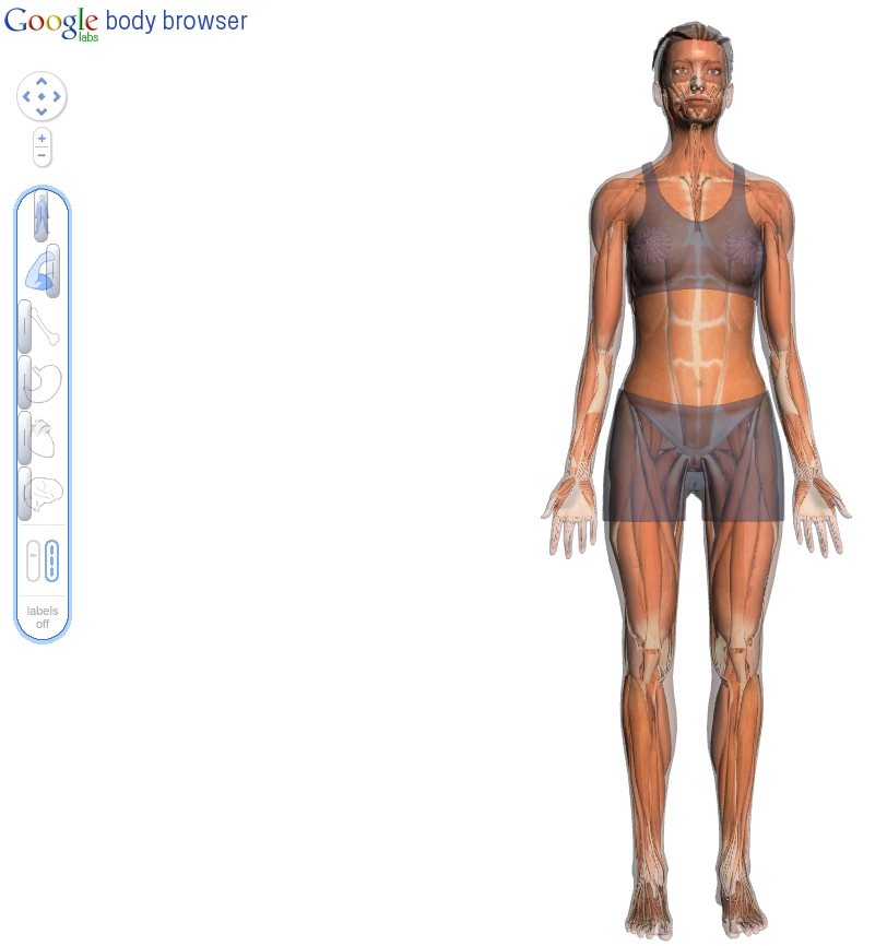 Une image obtenue avec Body Browser. Le corps (curseur du haut) est visible avec une saturation moyenne. Les muscles sont mis en évidence (deuxième curseur) et tout le reste est caché (les autres curseurs sont au fond à gauche). © Google