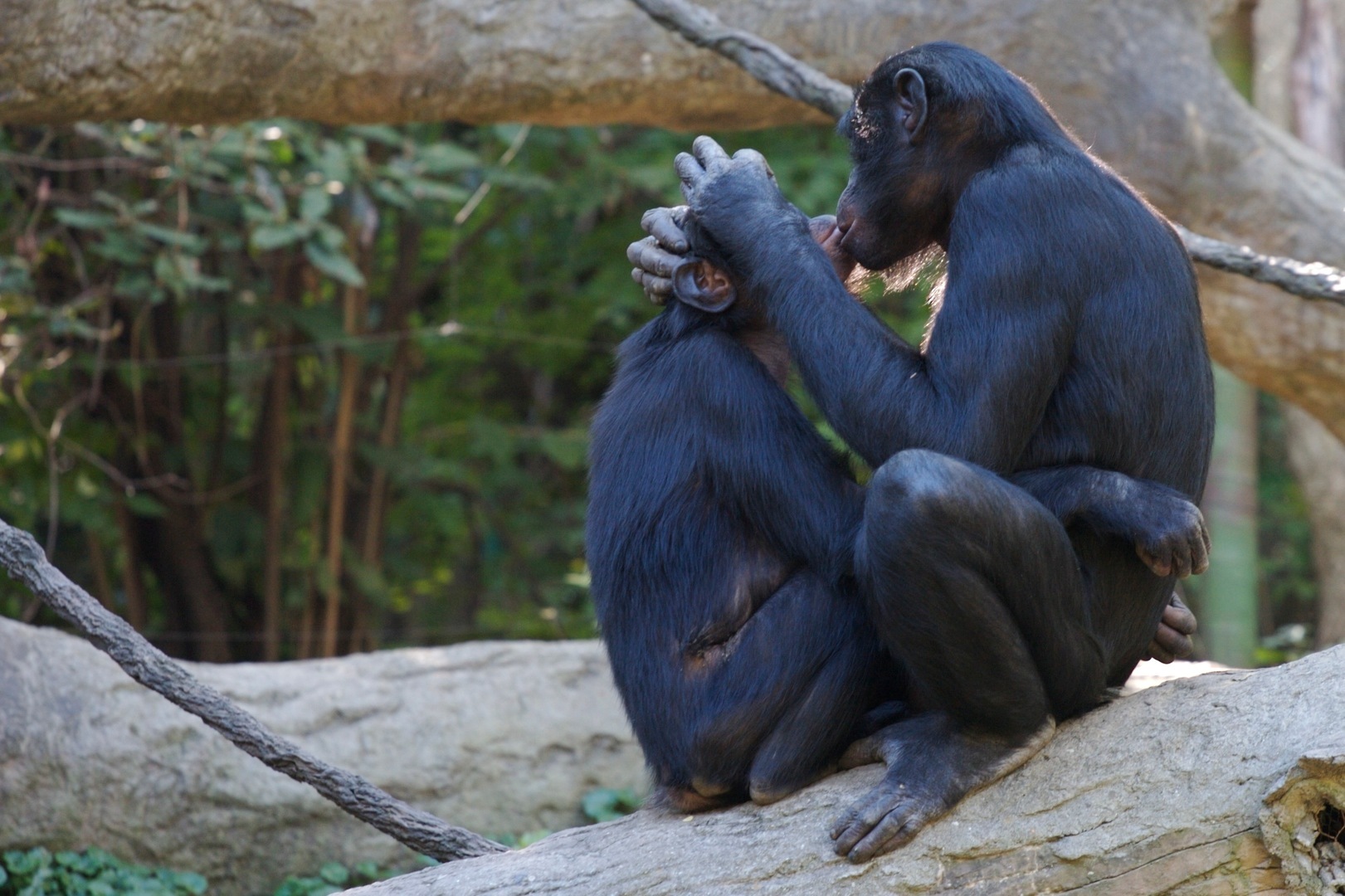 Les bonobos sont bien connus pour gérer de nombreux aspects de leur vie sociale par le sexe. Ainsi, ils n'hésitent pas à se faire l'amour pour éviter de se faire la guerre. Ils le font d'ailleurs dans de nombreuses positions. © collisionality, Fotopédia, cc by nc nd 2.0