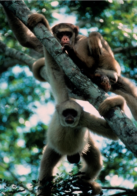 Il resterait moins de 1.000 singes-araignées laineux. Ces animaux sont victimes de la déforestation au Brésil.&nbsp;©&nbsp;Andew Young