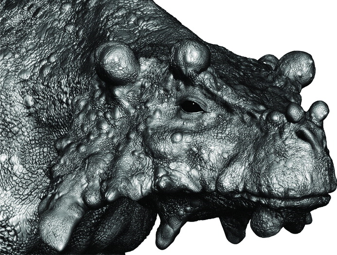 À partir des trois crânes trouvés au nord du Niger, Marc Boulay a su restituer l'apparence probable du reptile Bunostegos akokanensis. Ce pareiasaure a vécu voilà plus de 250 millions d'années. © Tsuji et al., Journal of Vertebrate Paleontology, 2013