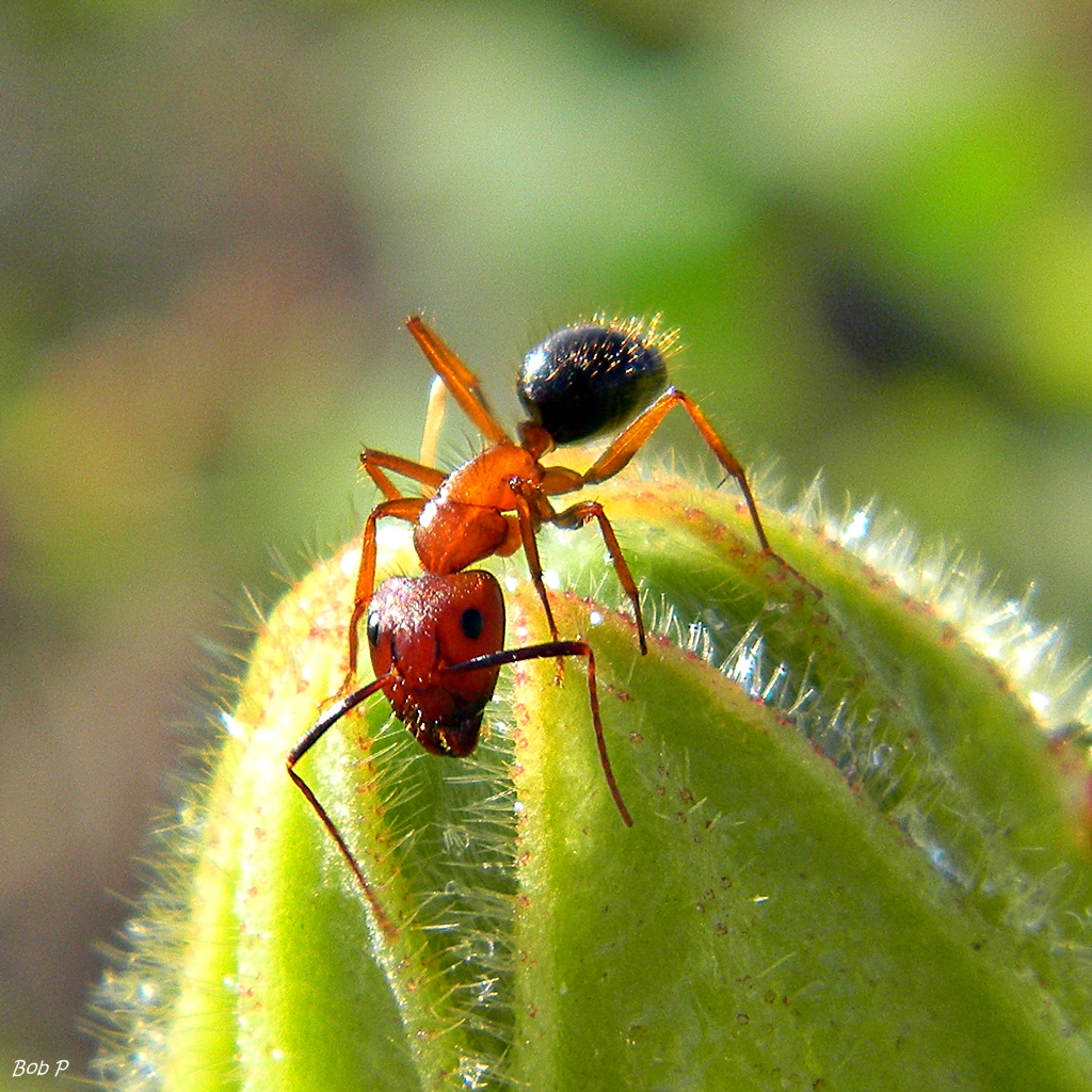 Les fourmis carpenter Camponotus floridanus forment de grandes colonies dans du bois mort. Elles dépérissent totalement lors du décès de la reine. © bob in swamp, Flickr, CC by-nc-sa 2.0