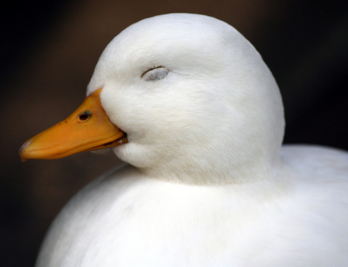Les canards font partie des rares oiseaux à avoir un pénis. © Law Keven CC by sa