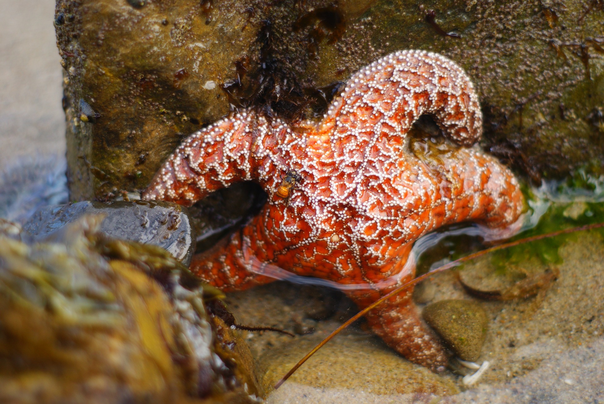 Les étoiles de mer sont victimes d’une mortalité massive due à la prolifération de matière organique dans l’océan. © emilycat27, Pixabay