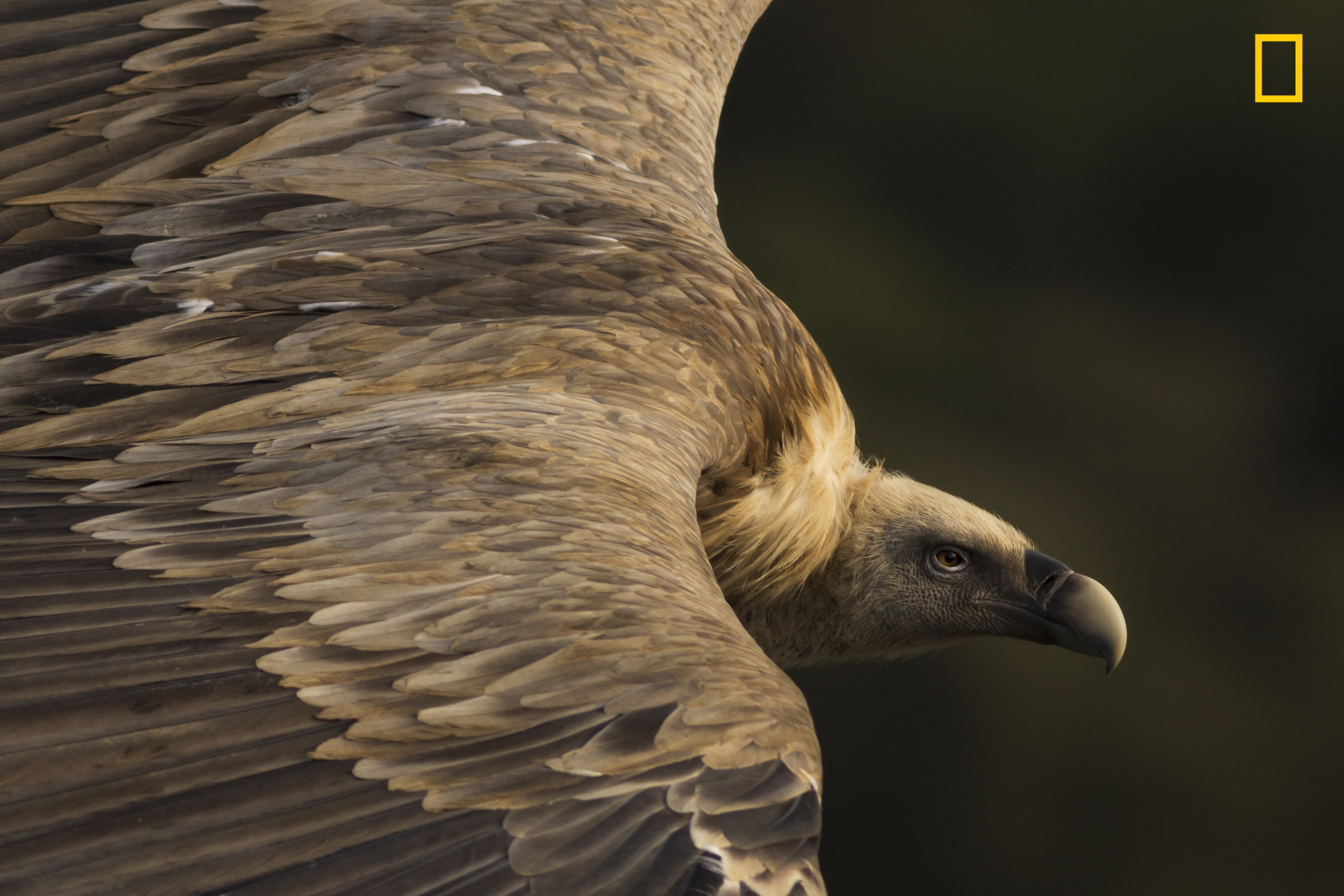 Un vautour fauve, gagnant de la catégorie Nature du National Geographic Travel Photo Contest. © Tamara Blazquez Haik, 2019 National Geographic Travel Photo Contest