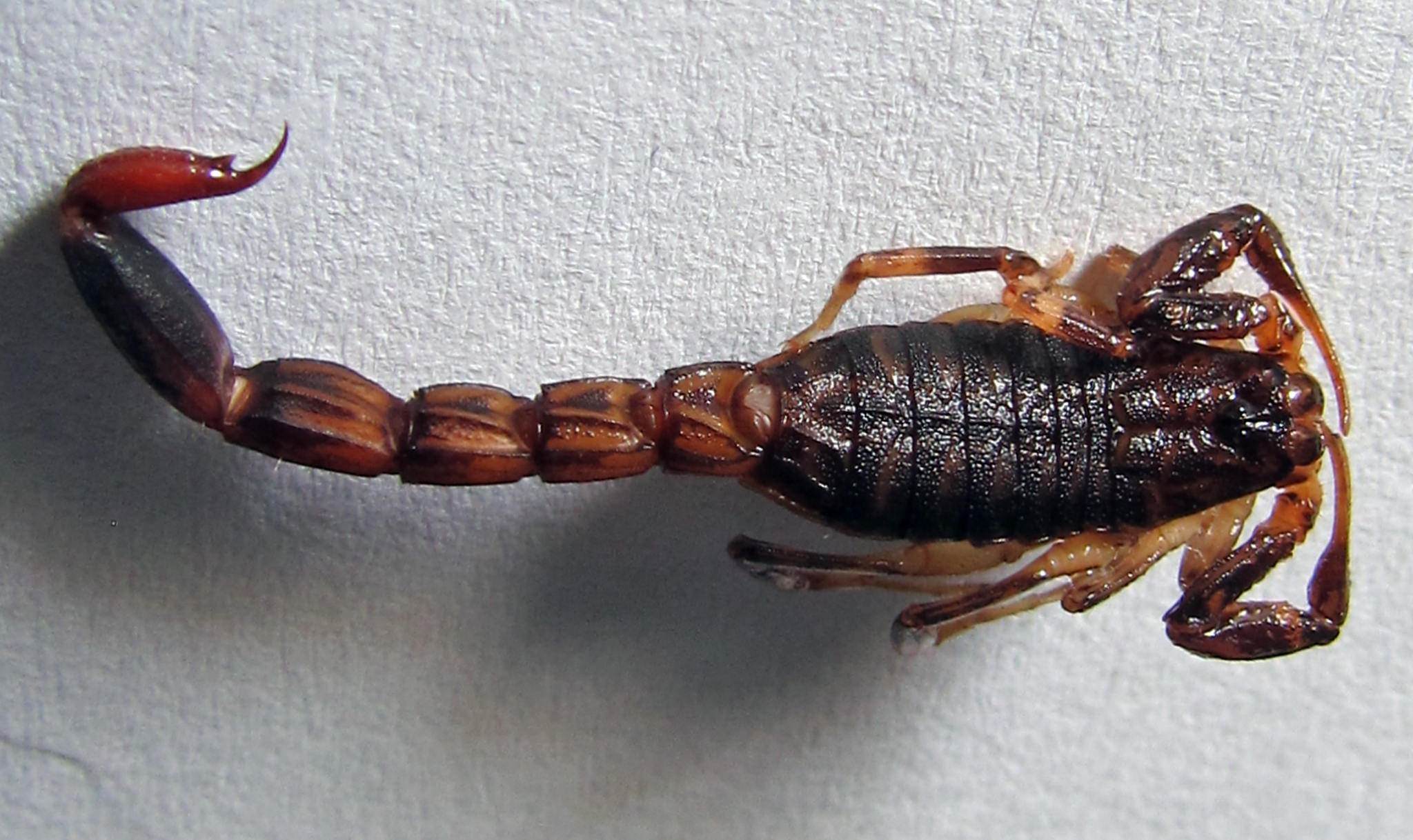 Le scorpion Ananteris balzani vit en Amérique du Sud. © waltherishikawa, iNaturalist