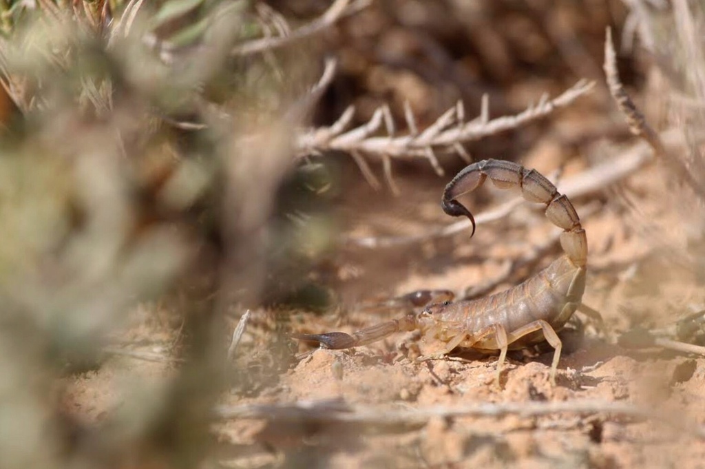 Les scorpions de la famille Androctonus font partie des animaux les plus dangereux au monde. © bellierjustin, iNaturalist