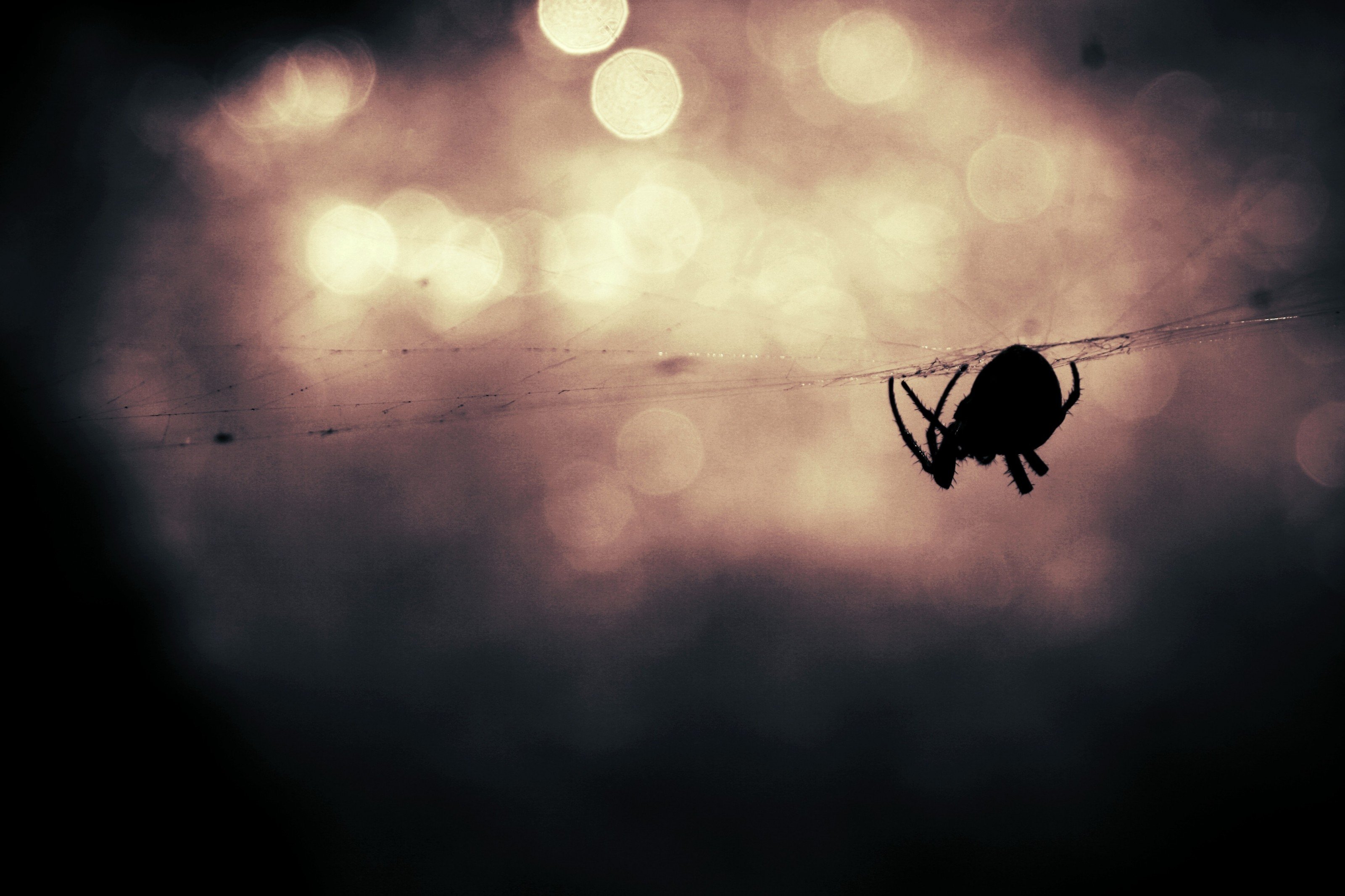 Quelque 15 à 50 % des personnes seraient concernées par l’arachnophobie. © CC0 1.0, domaine public