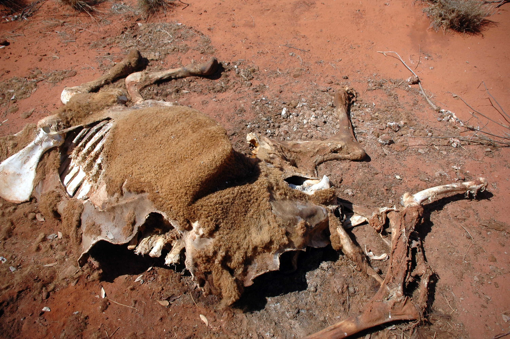 En Australie, les animaux sauvages et le bétail meurent de soif en raison de la sécheresse. © Ivo Goetz, Fotolia