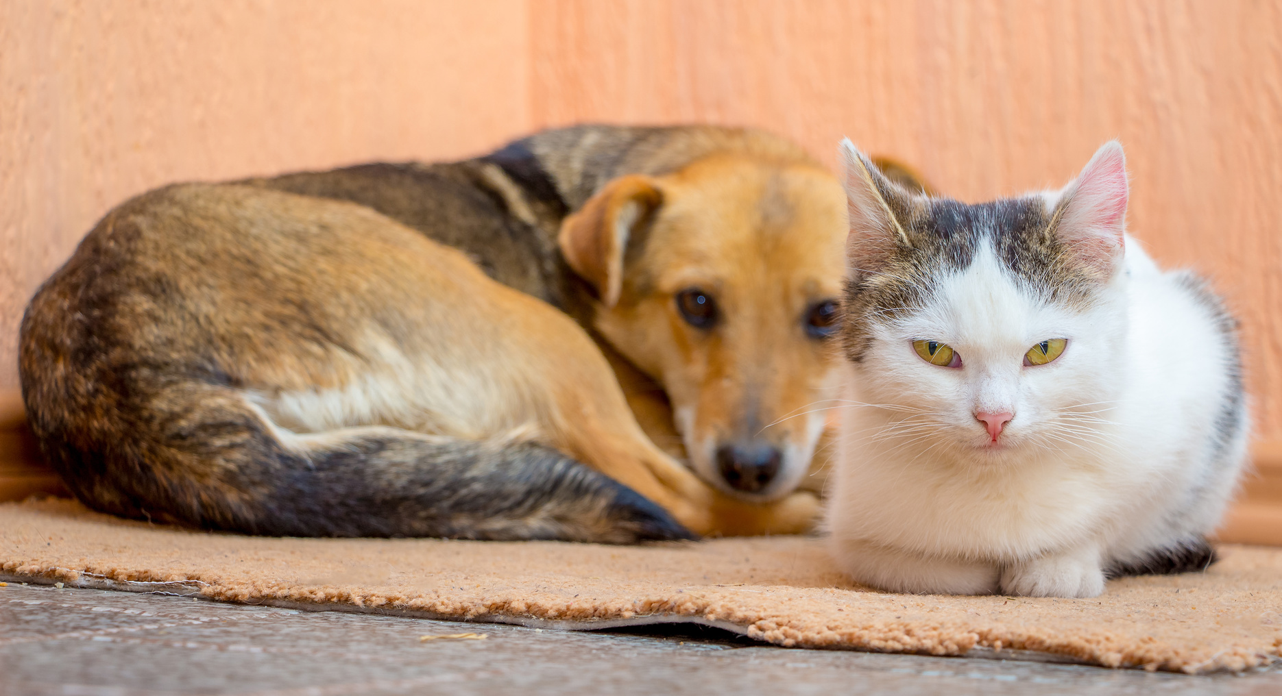 Certains antipuces pour chiens sont toxiques pour le chat. © Volodymyr, Fotolia
