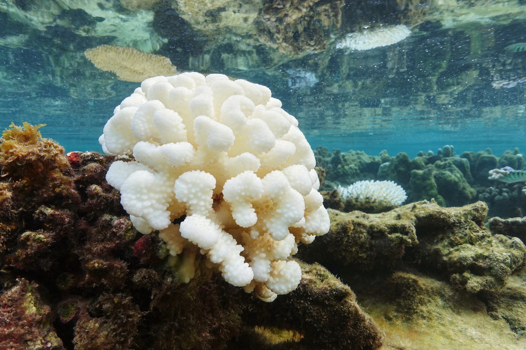 Lire le climat dans le corail, c’est possible. © Damedias, Fotolia