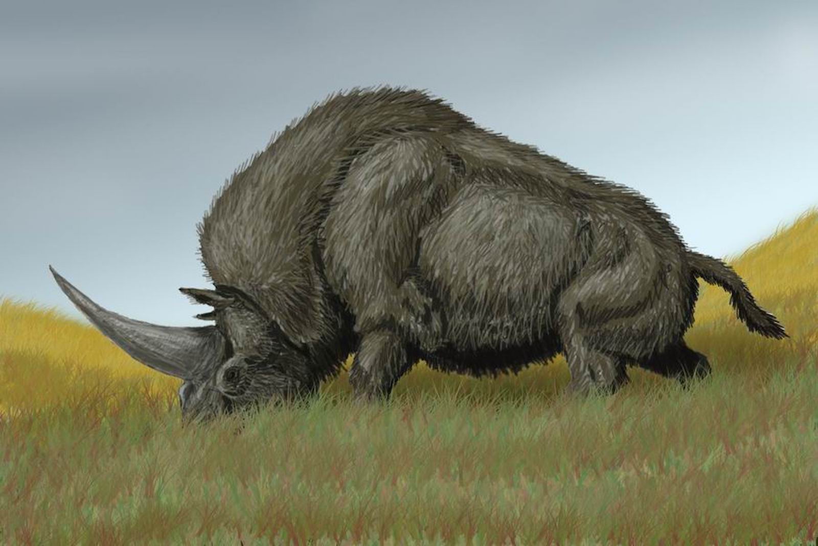 Elasmotherium sibiricum, la licorne sibérienne éteinte il y a 36.000 ans. © Bogdanov, Wikipedia