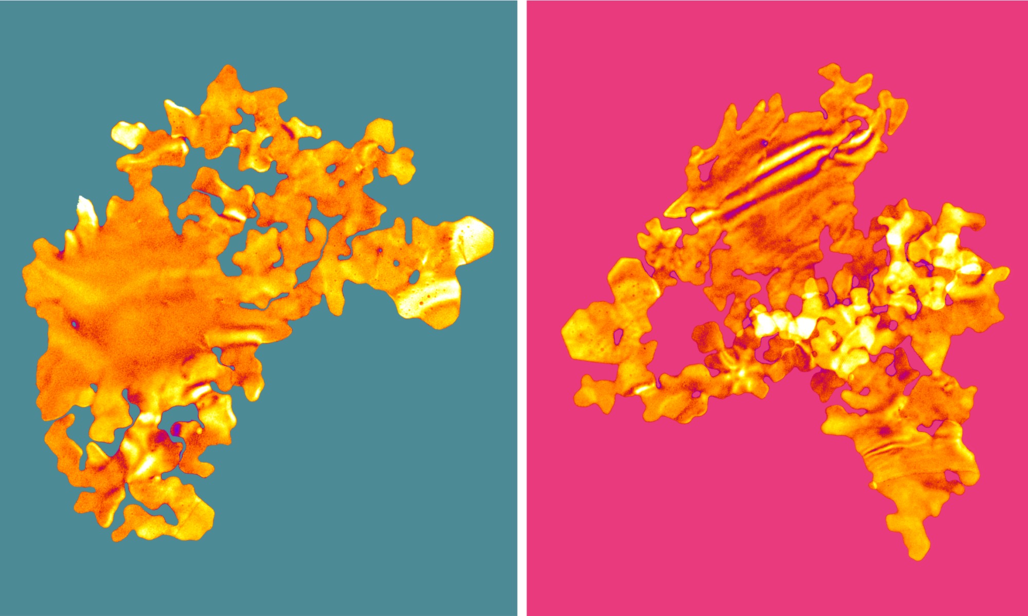 Des nanofeuilles d'or en 2D ont une forme et une couleur similaire à celle des algues. © Université de Leeds