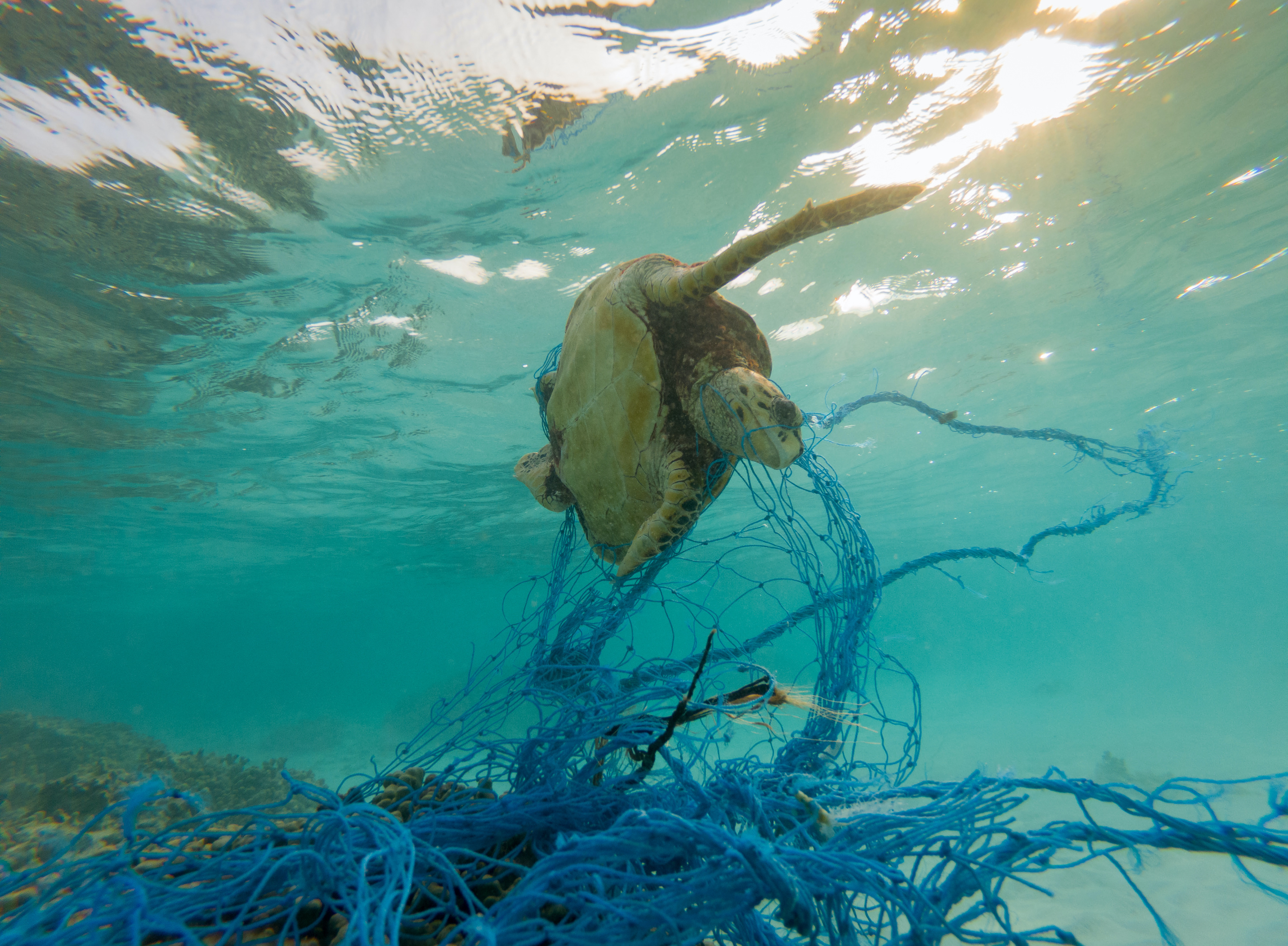 Les filets de pêche abandonnés constituent des pièges mortels pour les animaux marins. © aryfahmed, Adobe Stock