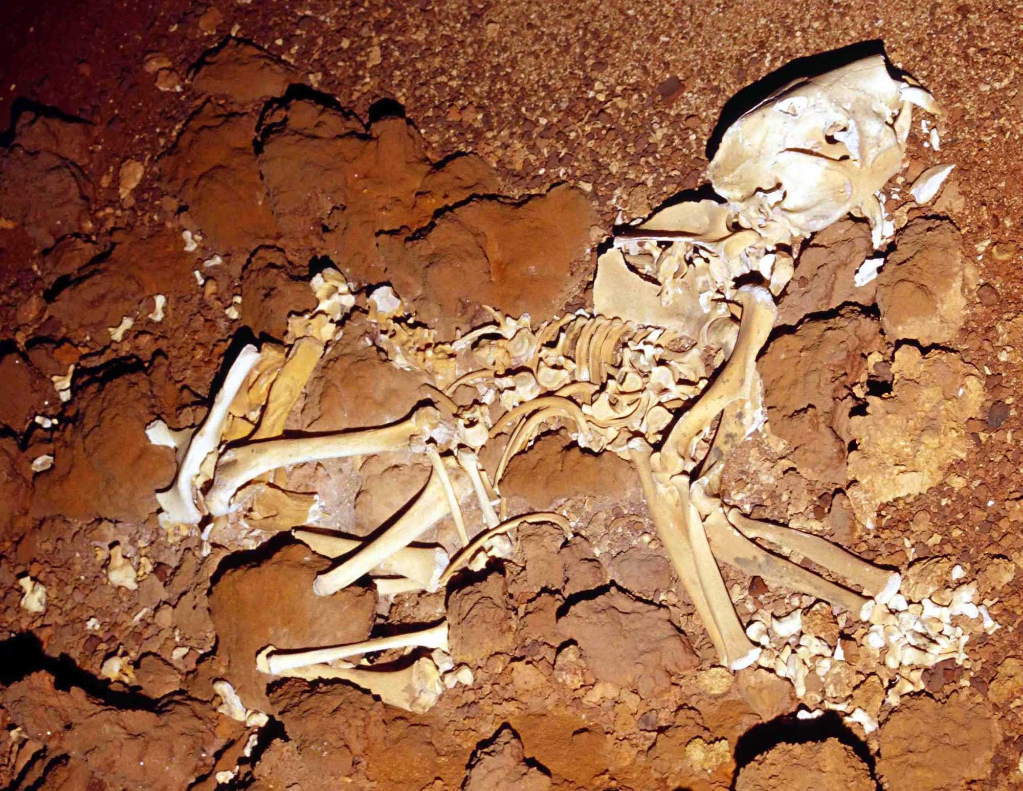 Le fossile presque complet d’un spécimen de lion marsupial de Nullarbor retrouvé en 2007. © Roderick T. Wells et Aaron B. Camens, PlosOne, 2018