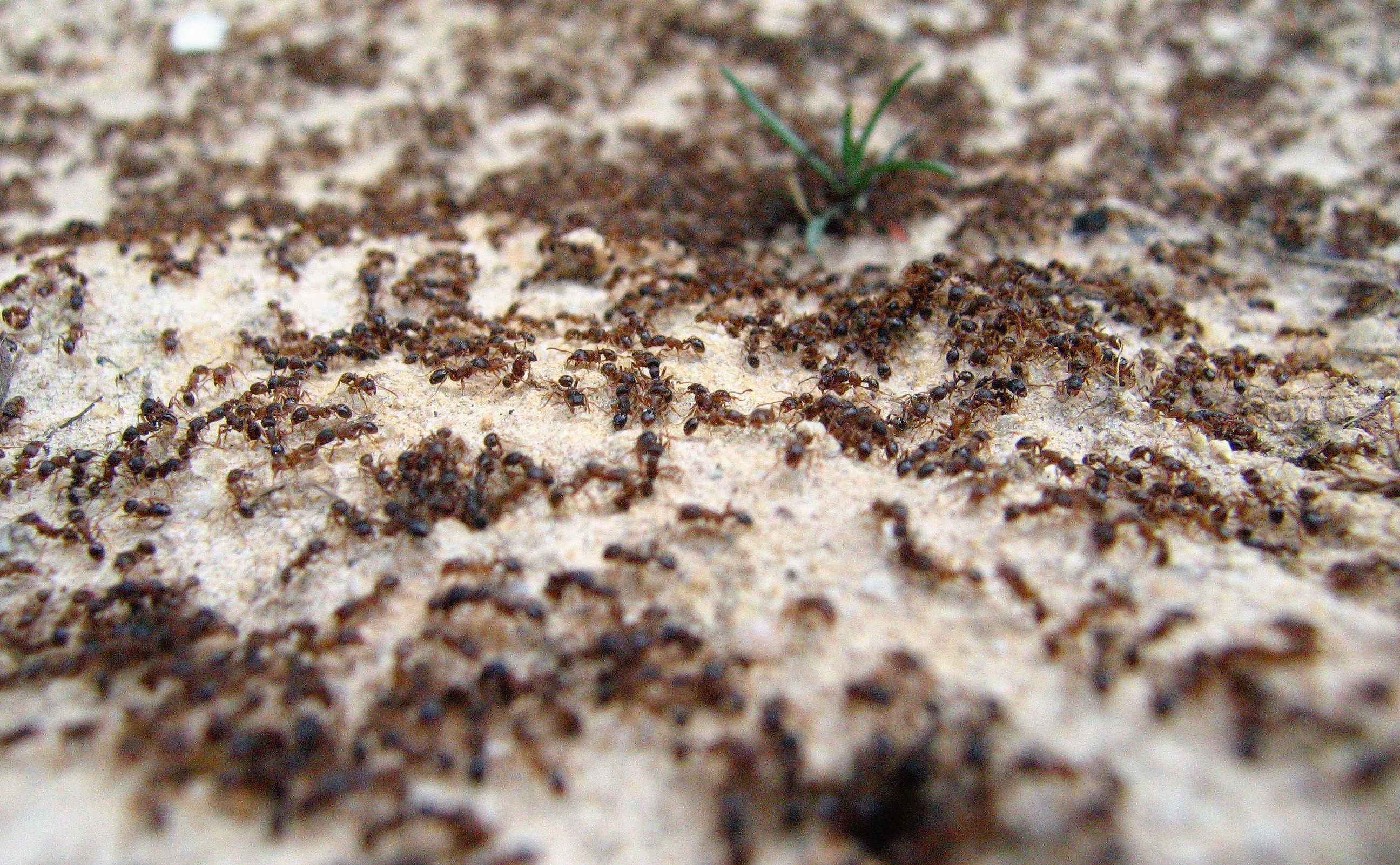 Les fourmis sont les championnes de la circulation efficace. © schizoform, Flickr