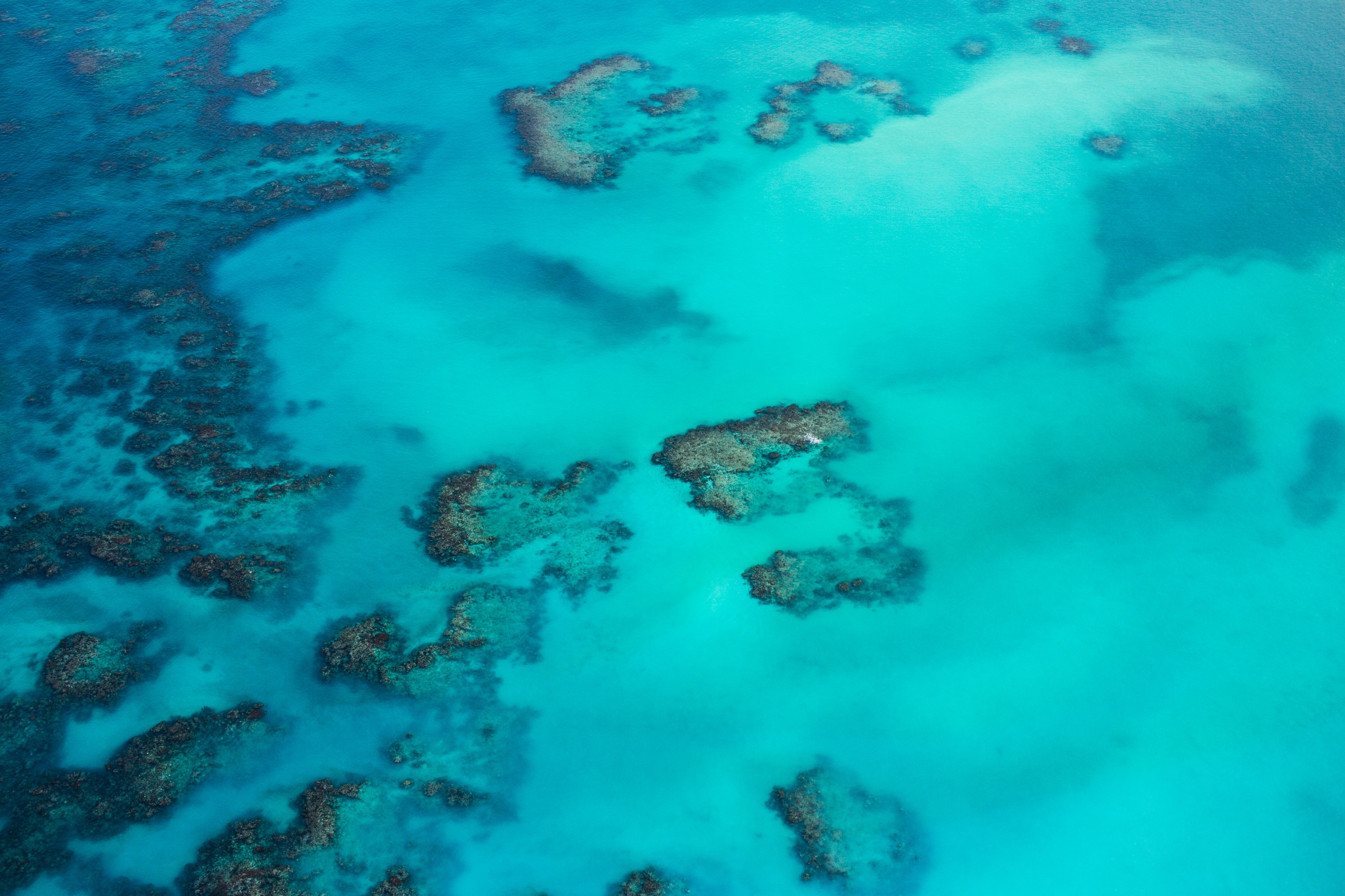 La Grande Barrière de corail montre des signes de résilience au réchauffement. © Romello Williams, Unsplash