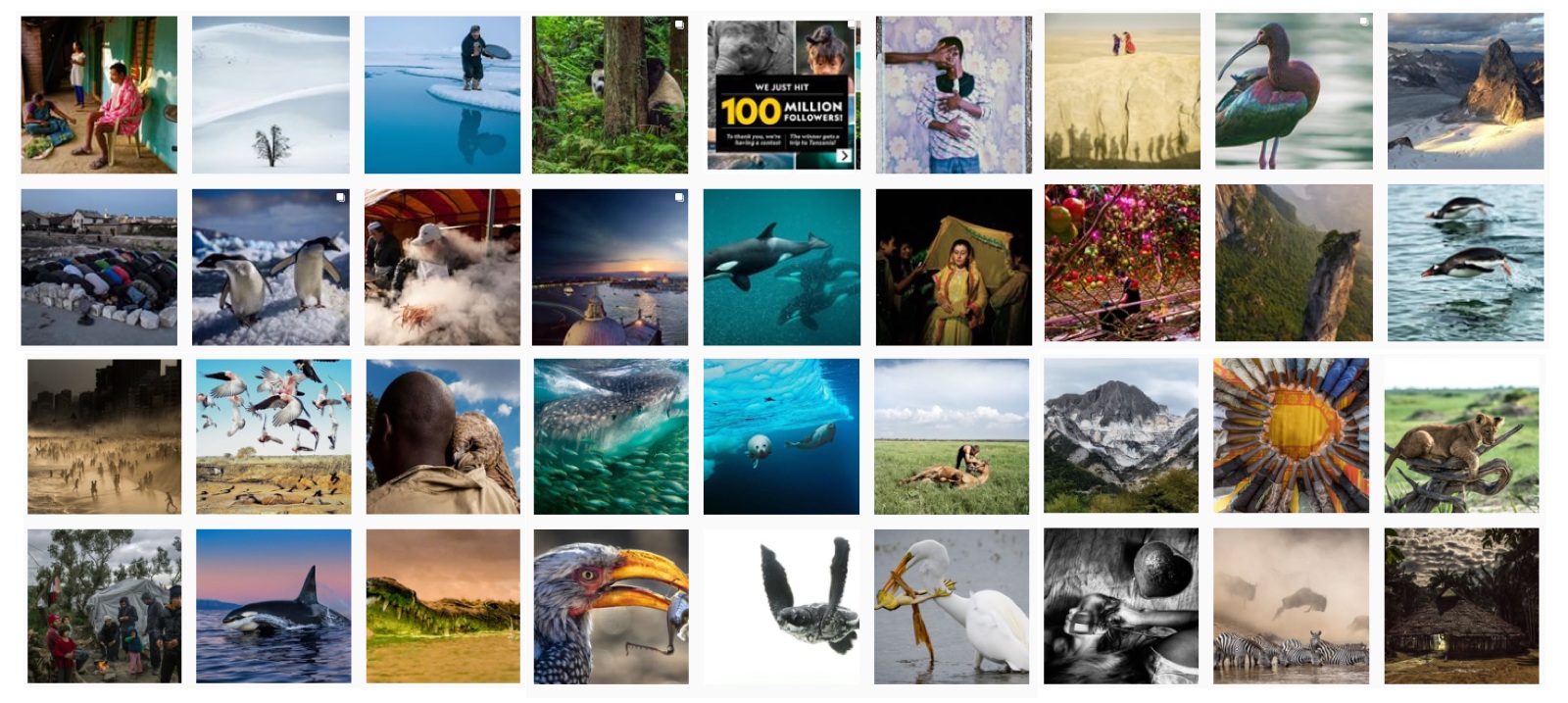 Le National Geographic a fêté ses 100 millions de followers avec un grand concours photo. © National Geographic, Instagram