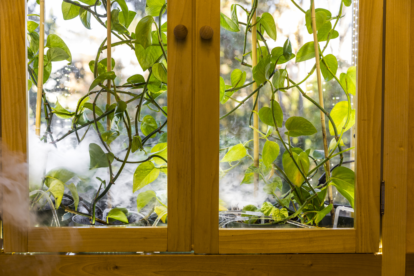 Des plantes génétiquement modifiées pour purifier l’air intérieur des COV. © Mark Stone/University of Washington