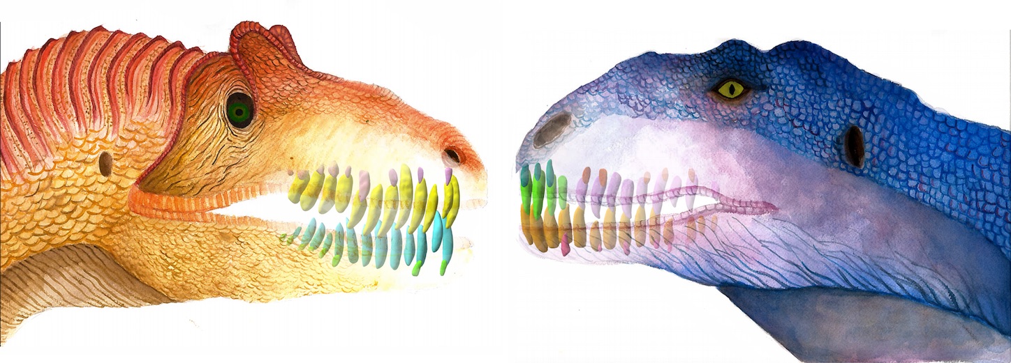 Les chercheurs ont comparé la dentition de plusieurs espèces de dinosaures, dont l’allosaure (à gauche) et Majungasaurus (à droite), au taux de renouvellement élevé. © Sae Bom Ra