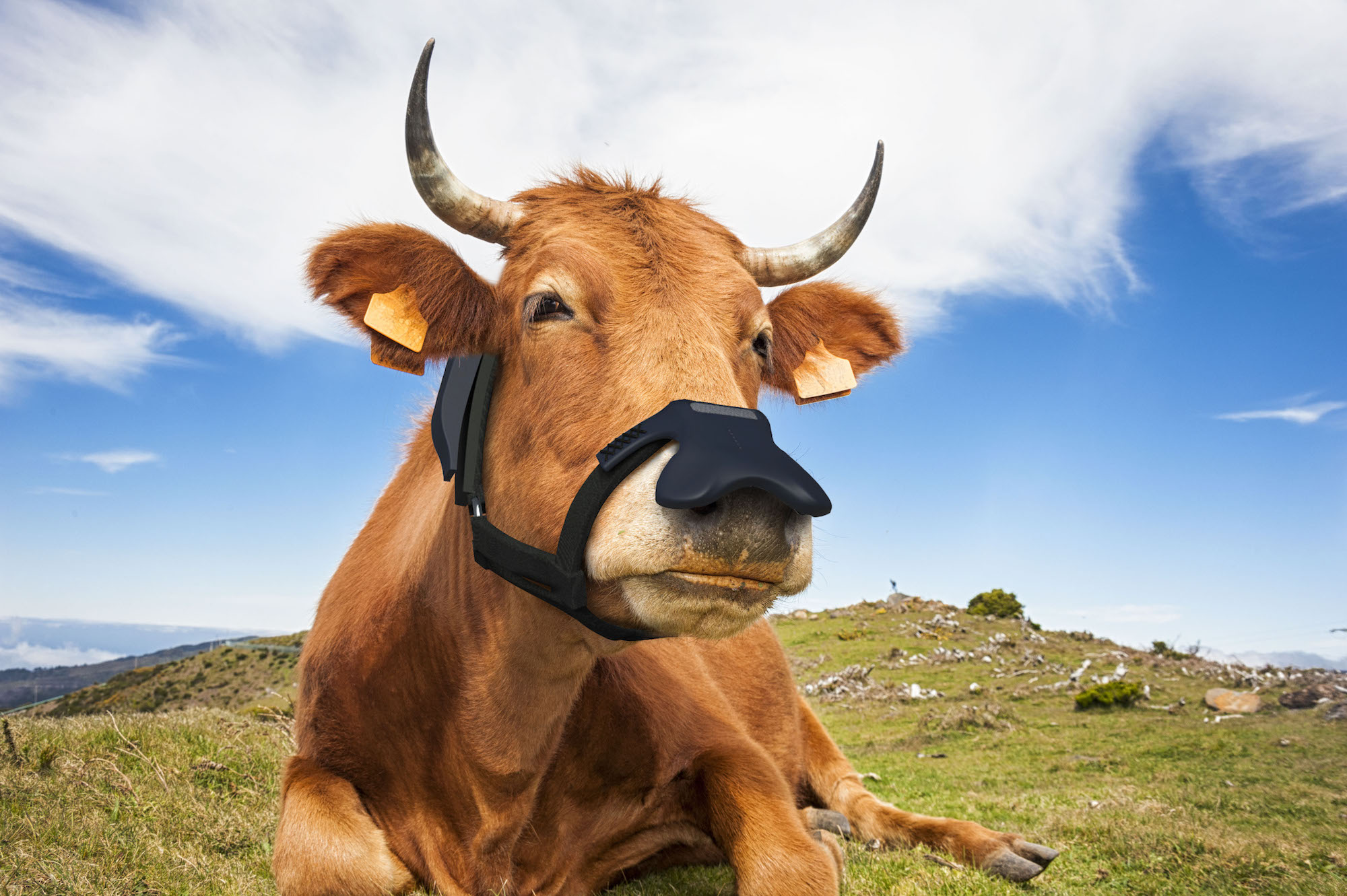 Un masque pour vaches contre le réchauffement climatique. © Zelp