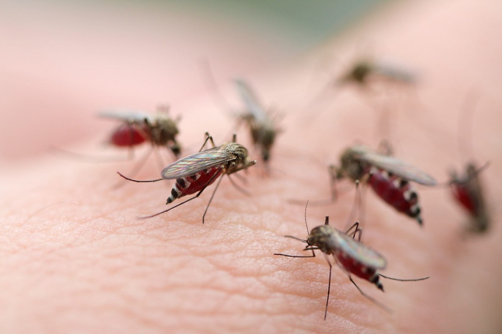De nombreux moustiques piquent la peau d'un homme ©Fotolia