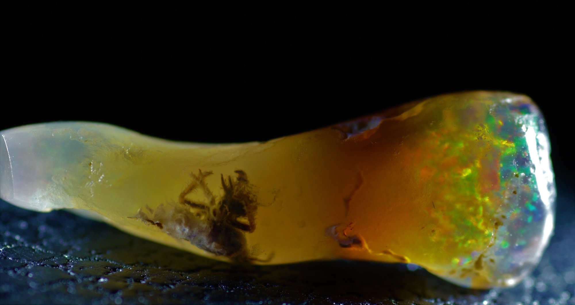 Un insecte retrouvé pour la première fois pétrifié dans l’ambre. © Brian T. Berger, Instagram, velvetboxsociety