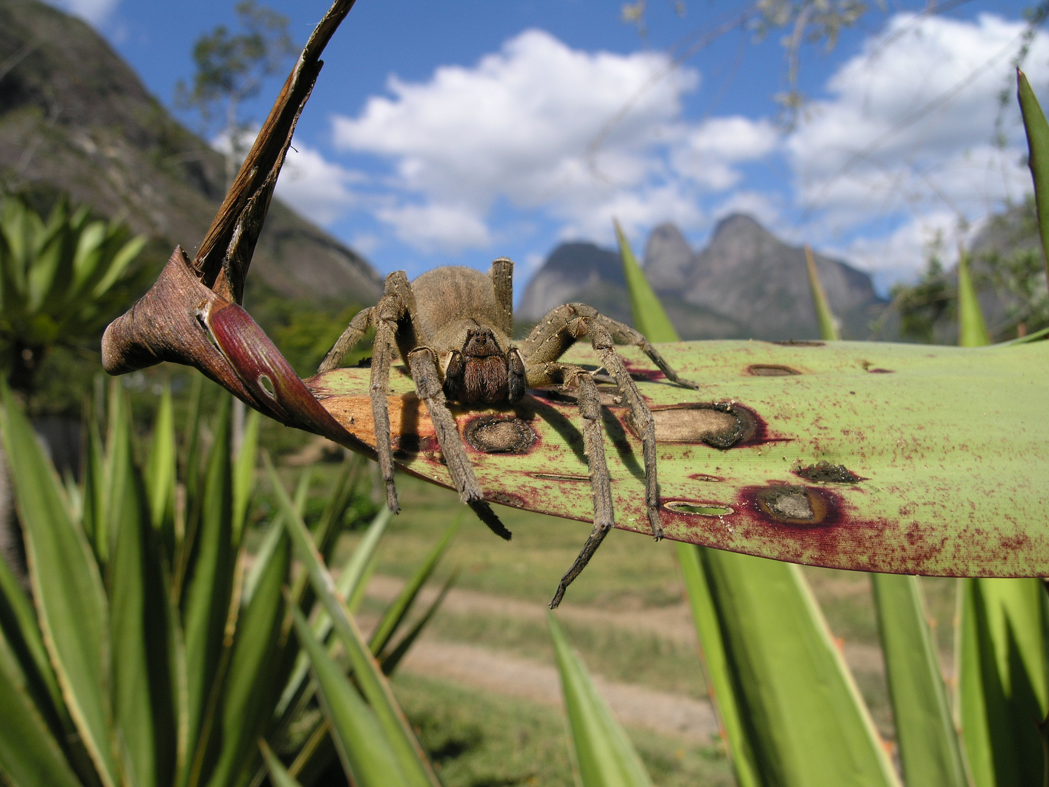Phoneutria nigriventer, ou araignée-banane, possède un venin très puissant qui provoque des érections. © jgury, Flickr
