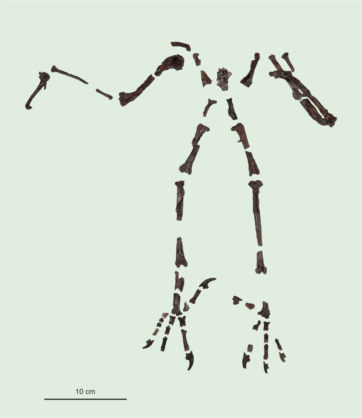 Le squelette de la chouette Primoptynx poliotaurus, qui vivait il y a 55 millions d’années. © Senckenberg Research Institute