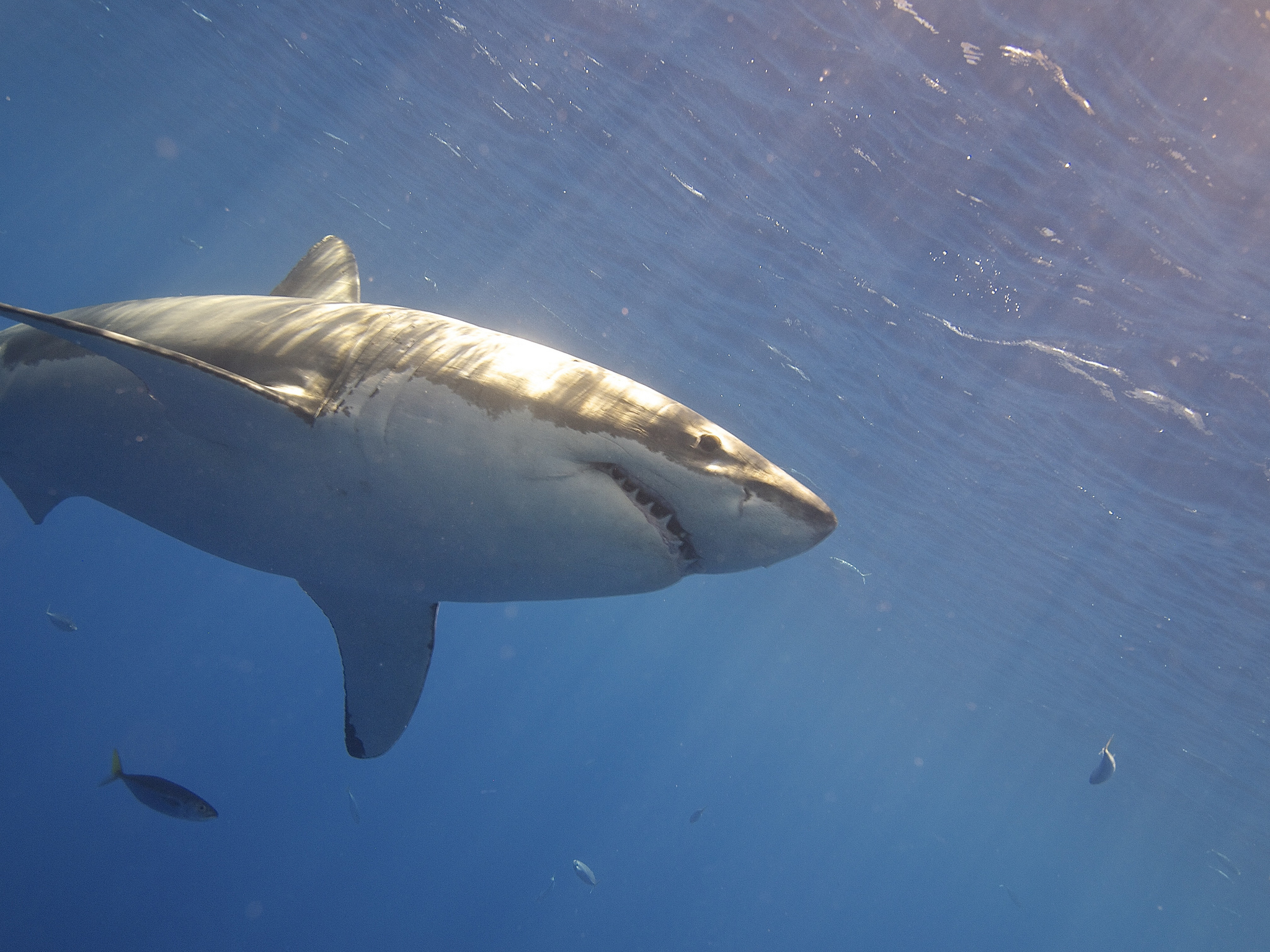 Le requin plus dangereux à cause du réchauffement de l’océan ? © Elias Levy, Flickr