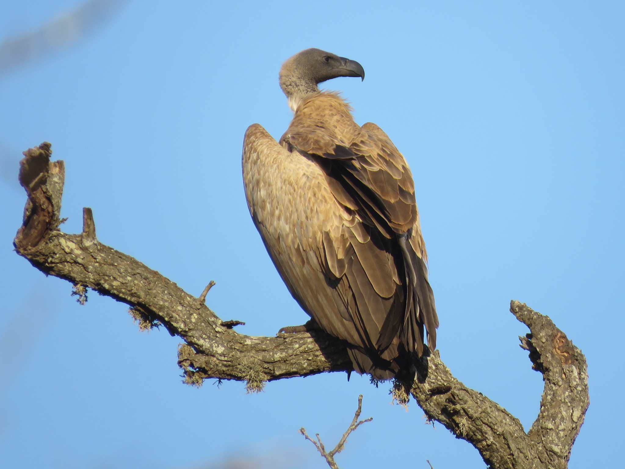 Le vautour africain (Gyps africanus) est menacé de disparition après un empoisonnement massif au Botswana. © gyrrlfalcon, iNaturalist