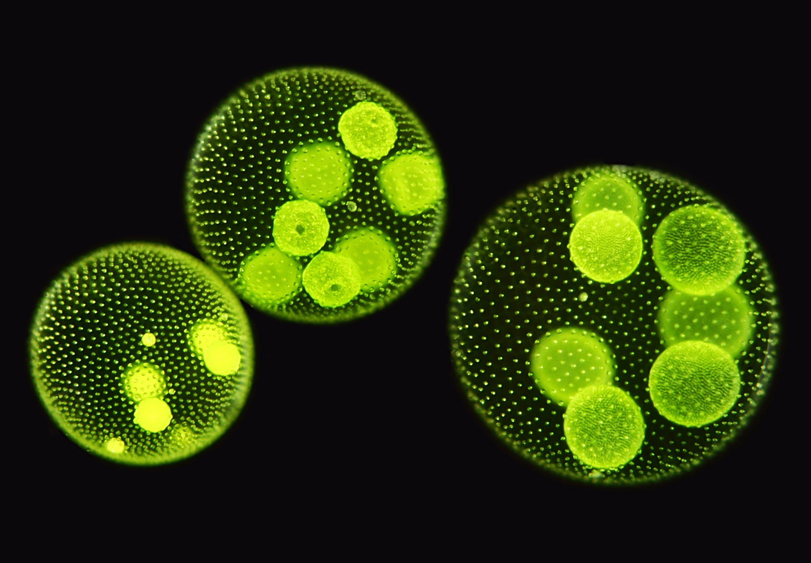 C. reinhardtii évolue en être multicellulaire pour échapper à l’appétit d’une paramécie. © micro_photo, Fotolia