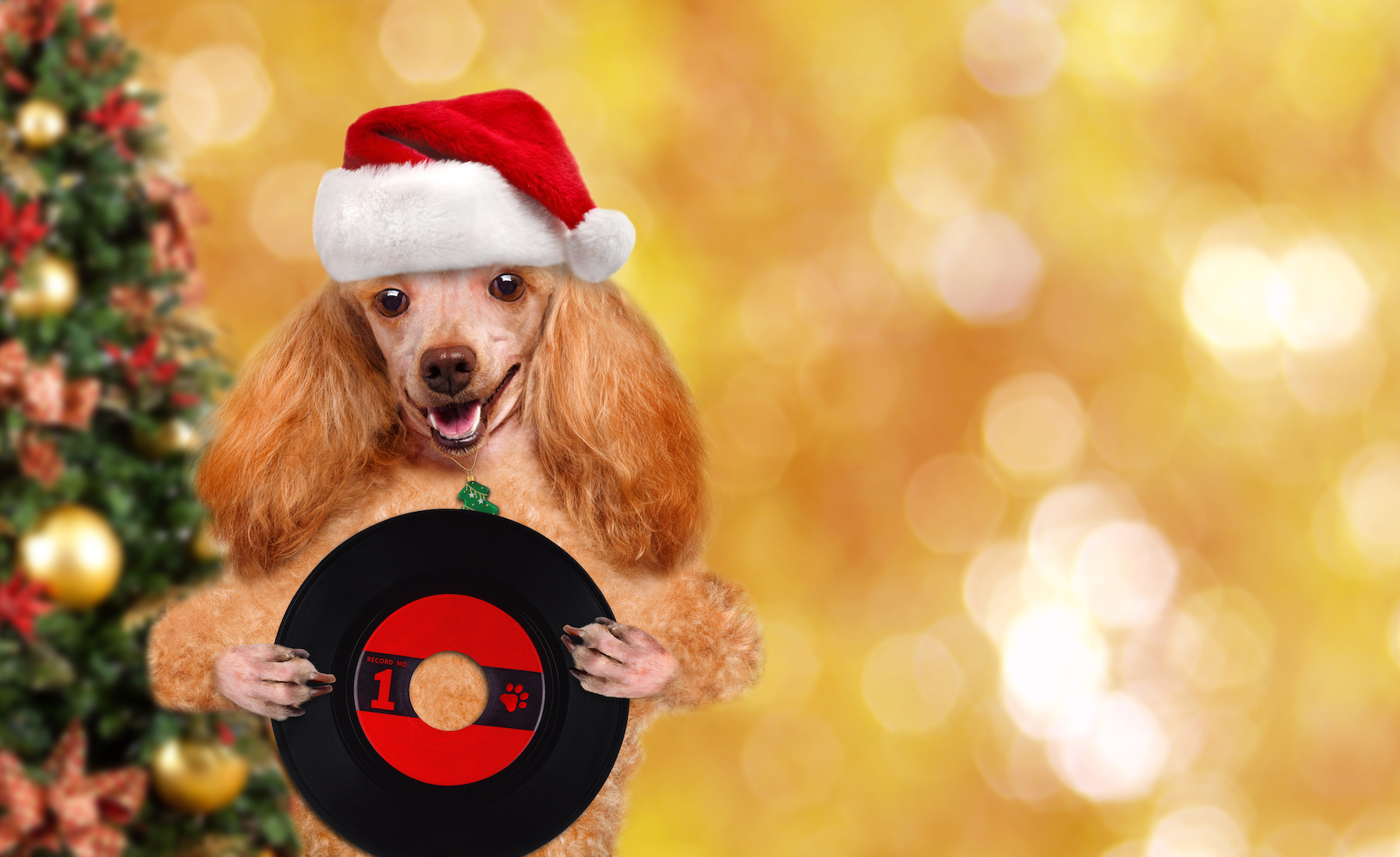 500 disques vinyle de ce chant de Noël spécialement conçu pour les chiens seront vendus au profit d’une œuvre caritative. © Rasulov, Adobe Stock
