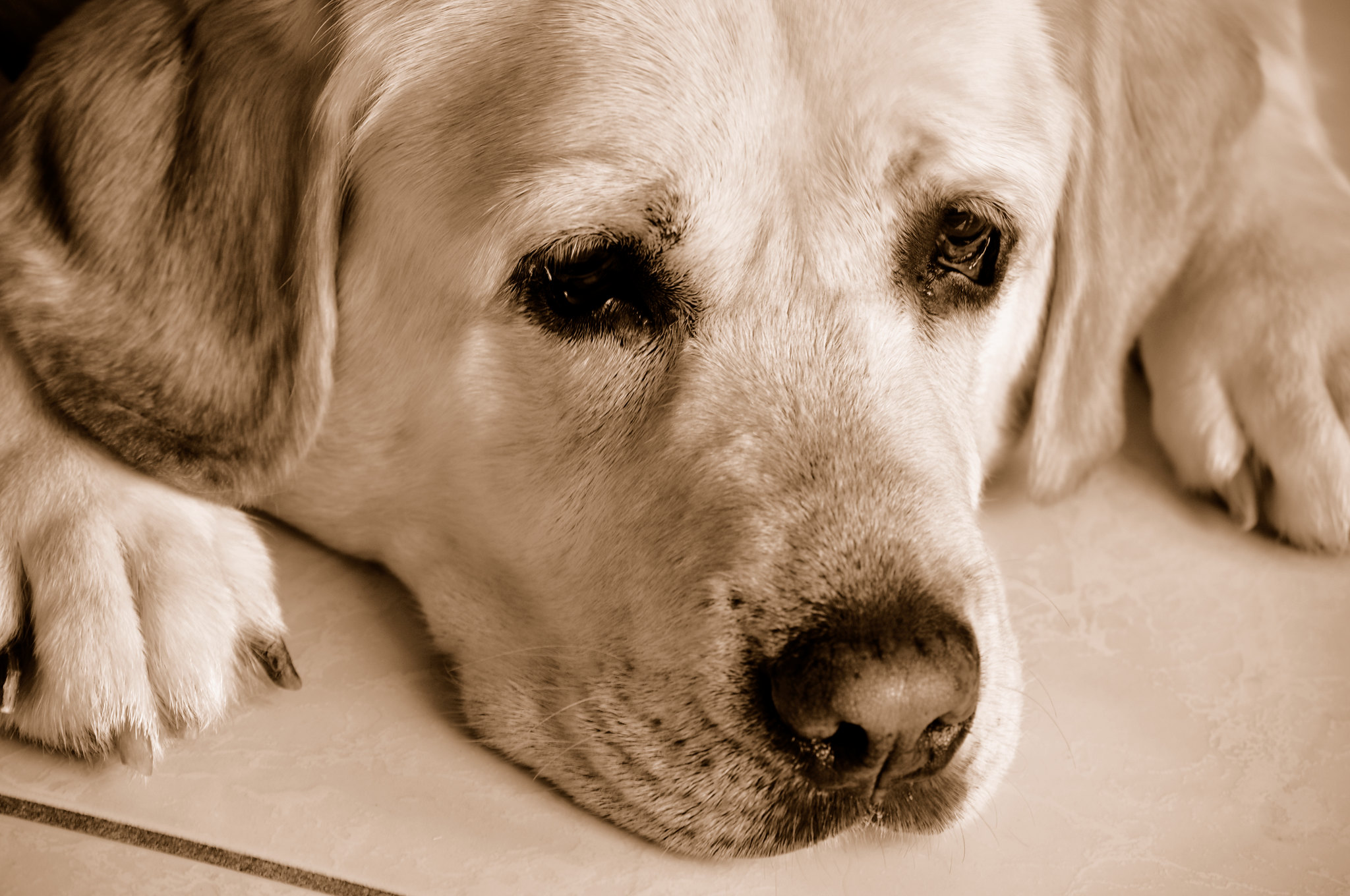 Les trois quarts des chien souffrent de stress et de troubles anxieux. © Randi Deuro, Flickr