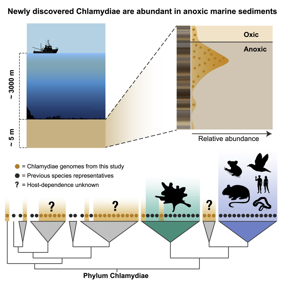 Des dizaines de nouvelles espèces de chlamydiae ont été découvertes au fond de l’océan Arctique, dans des zones totalement dépourvues d’oxygène. Elles appartiennent à des lignées différentes de la chlamydia infectieuse. © Jennah Dharamshi et al, Current Biology