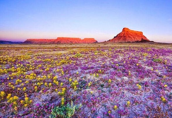 Quand le désert d'Atacama se recouvre de millions de fleurs