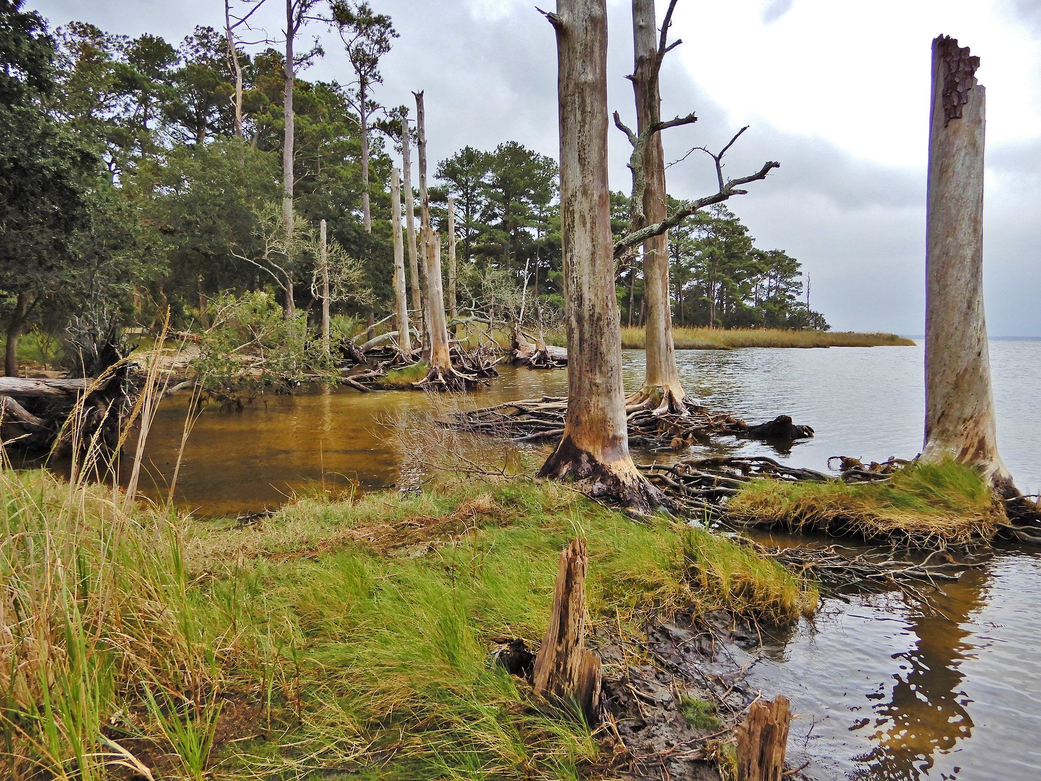 Une&nbsp;« forêt fantôme » envahie par l’eau salée sur les côtes de Caroline du Nord. © NCWetlands, Flickr