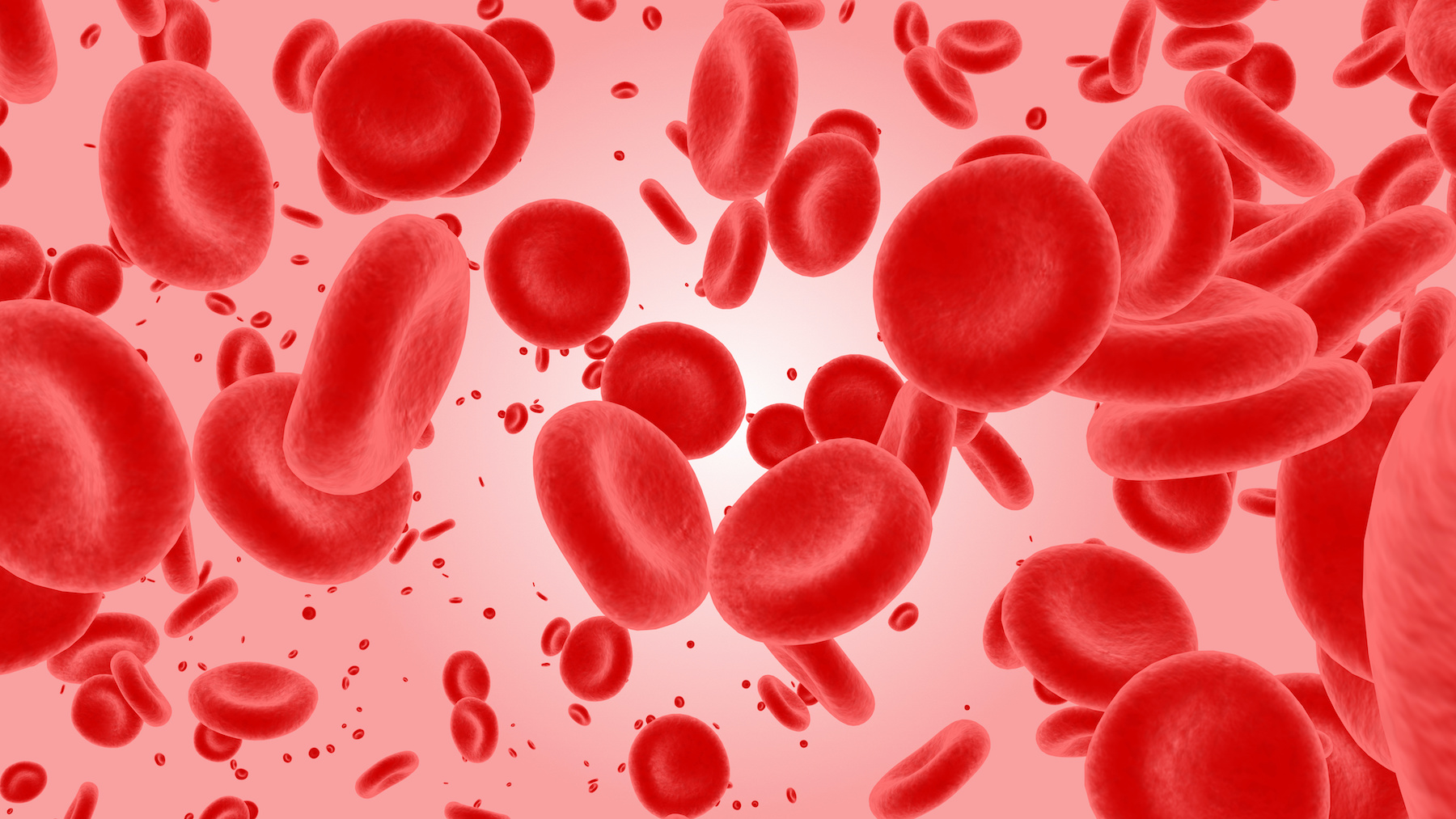 La maladie de Biermer affecte les globules rouges qui deviennent plus gros. © Dmitry, Adobe Stock