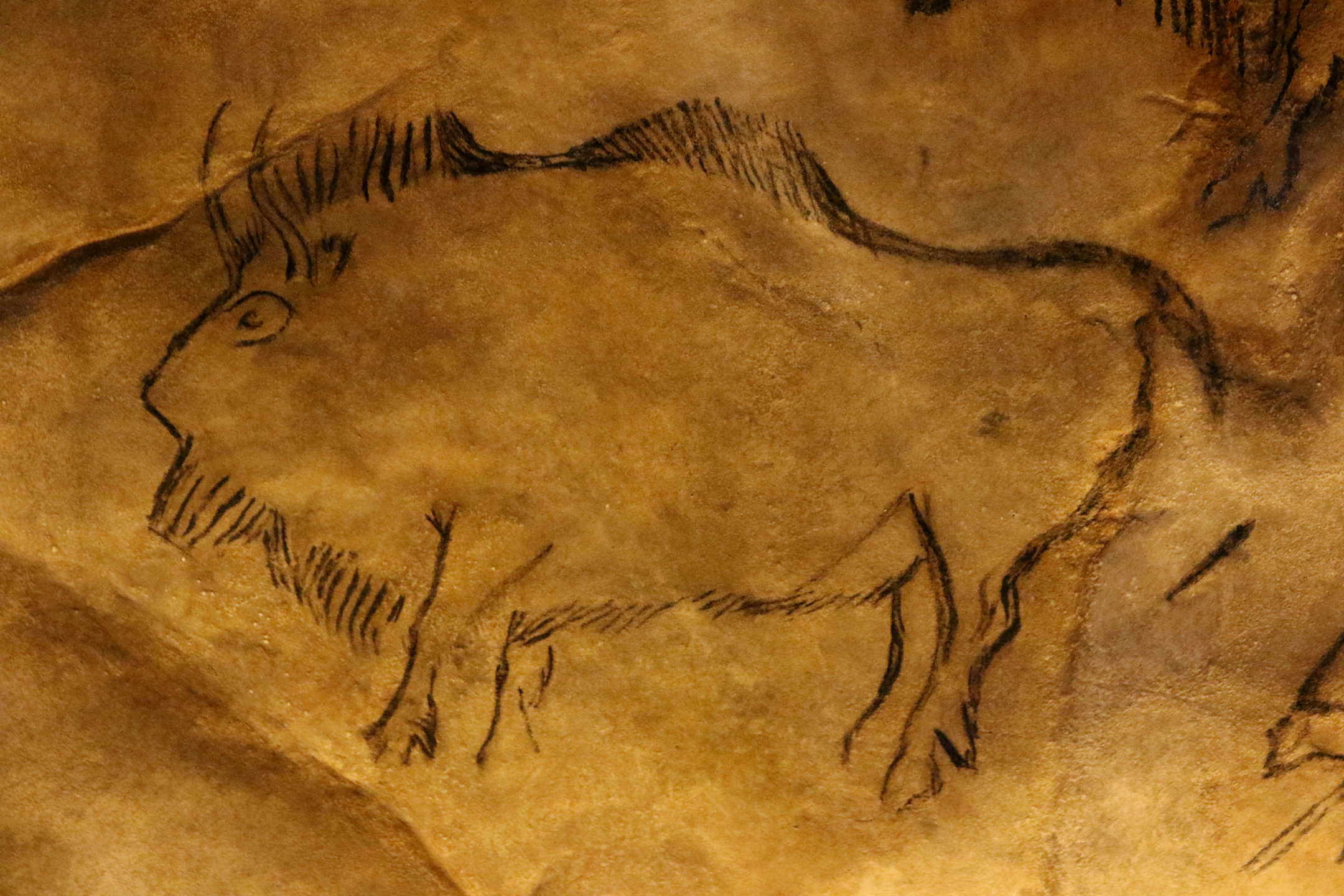 Un bison dessiné sur une paroi de la grotte de Niaux. ©&nbsp;Claude Valette, Flickr
