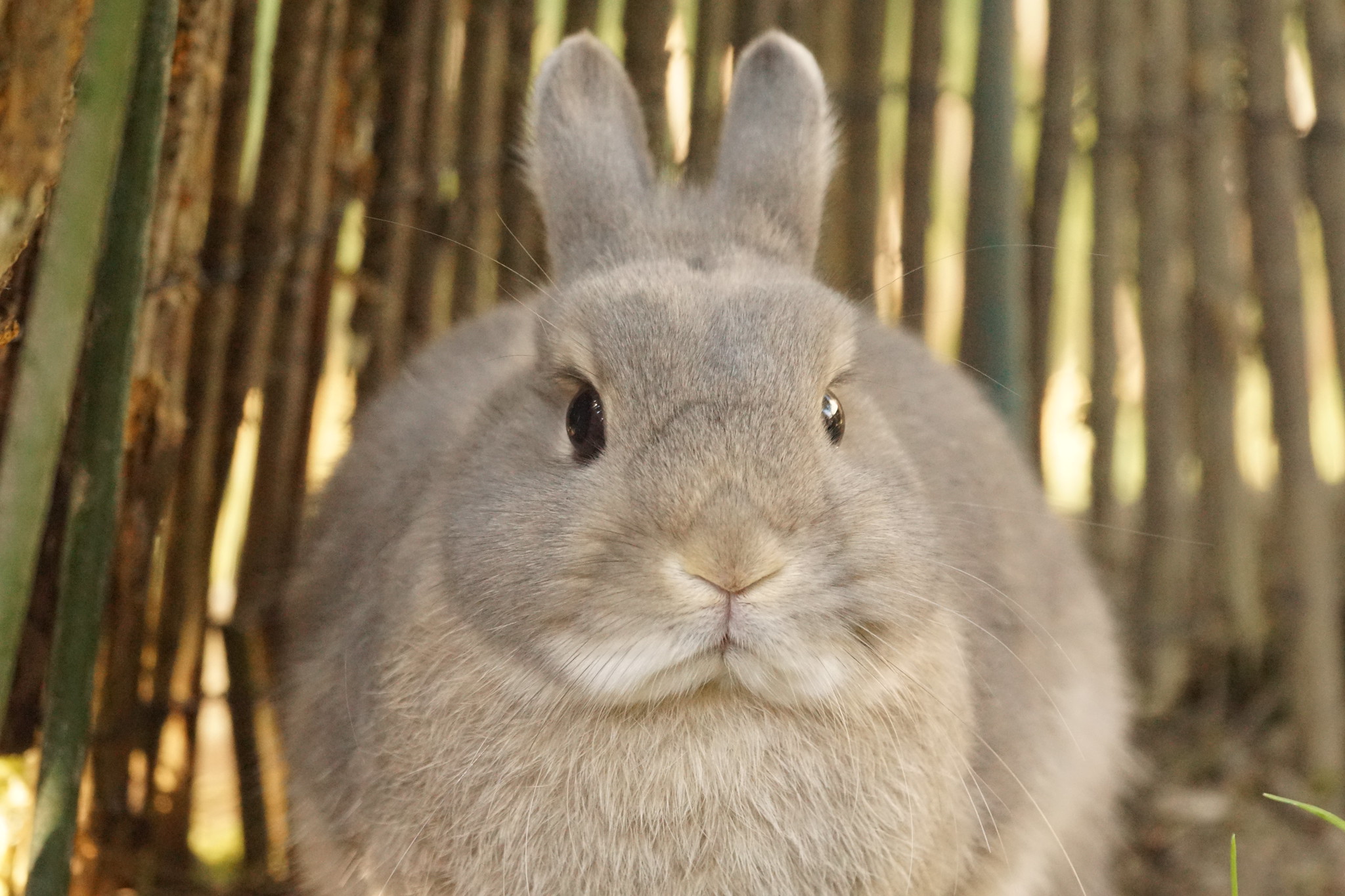 Pourquoi les lapins n’ont-ils que très peu grossi au cours de leur évolution ? © Tjflex2, Flickr
