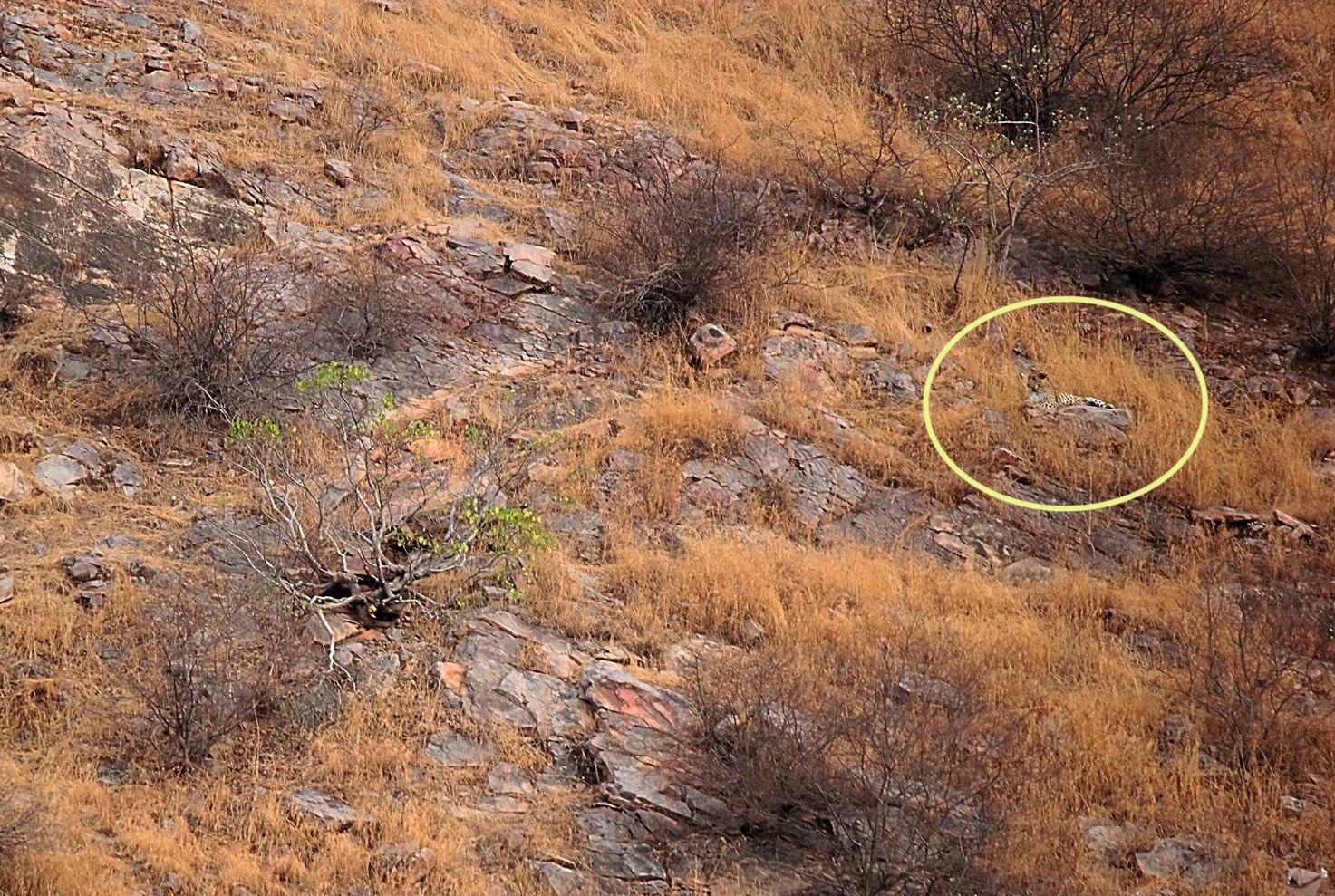 Le léopard se situe en haut à droite de l’image sur un rocher. ©&nbsp;Abhinav Garg,&nbsp;Facebook, Sanctuary Nature Foundation