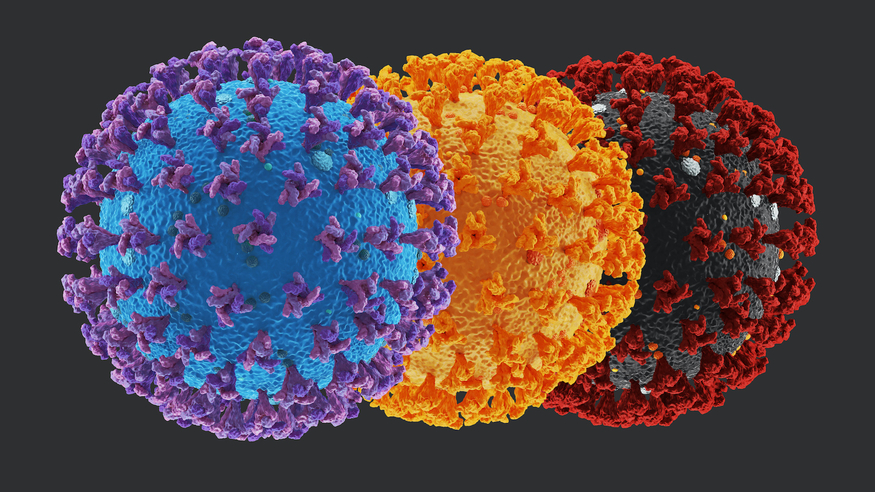 Les mutations de la protéine S confèrent des avantages certains au coronavirus. © Josh, Adobe Stock