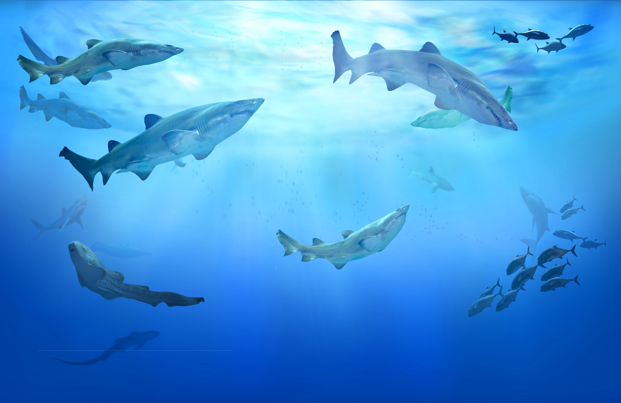 Les requins sont plus présents dans les eaux les moins riches en biodiversité. © silvae, Adobe Stock