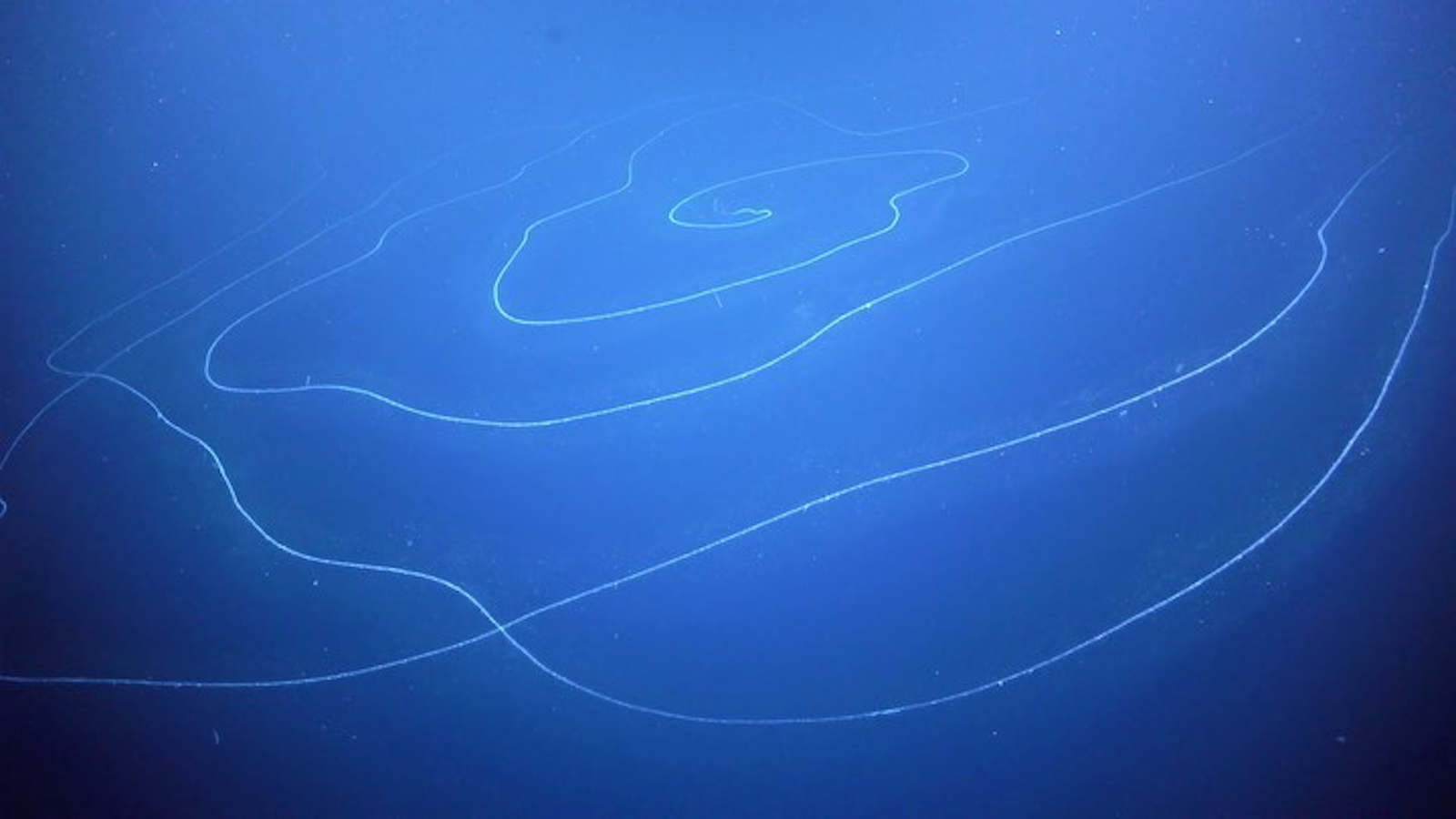 Un siphonophore en forme de spirale. © Schmidt Ocean Institute